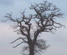 a Tree